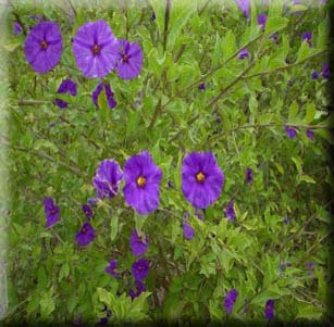 Low Maintenance Shrubs